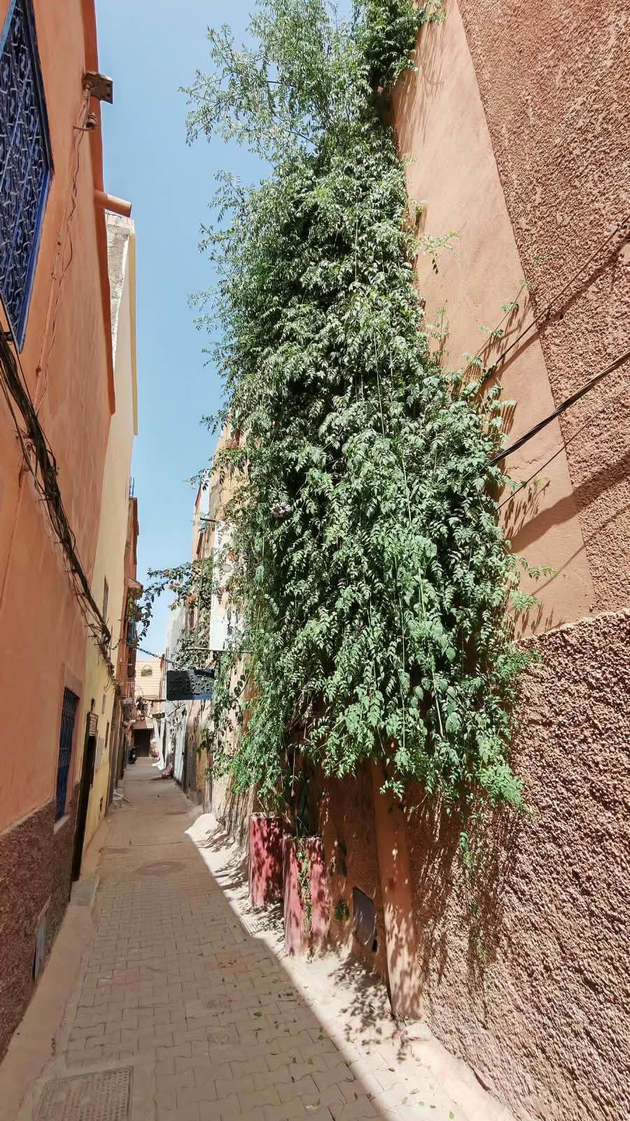 Ruelle étroite de la Médina envahie par la végétation
